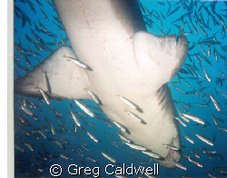 Under the Radar/ 
Followed this shark to get this great ... by Greg Caldwell 